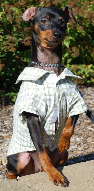 Pets in costume